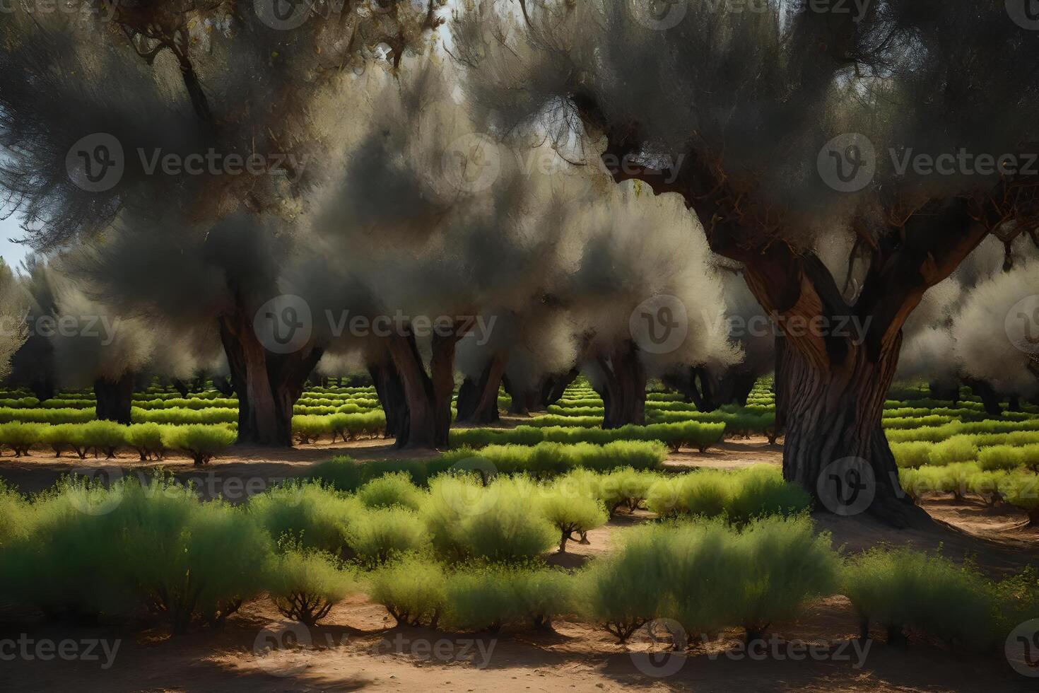 A field of olive trees with green grass photo