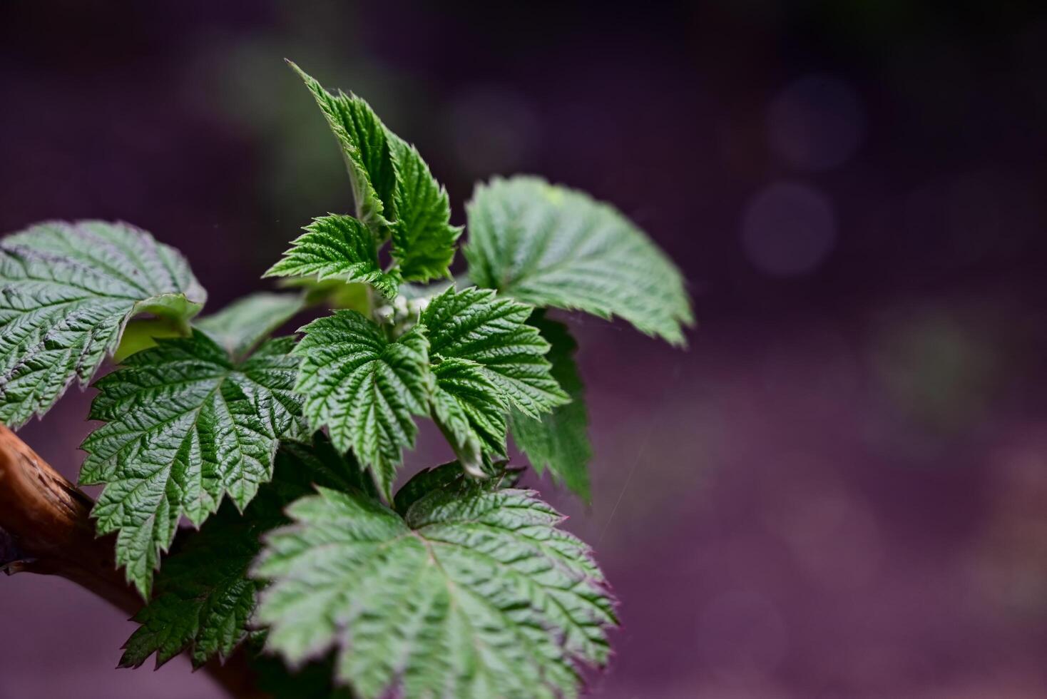 The first young raspberry leaves. An antioxidant. Herbal tea. Close-up of new leaves. Blurred background. photo