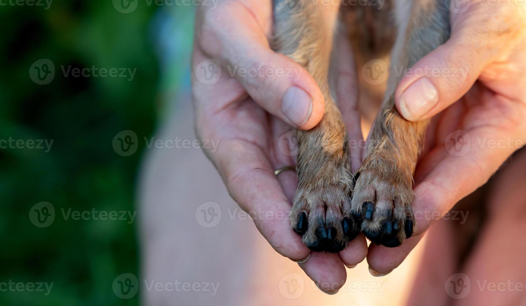 Yorkshire terrier dog portrait. photo