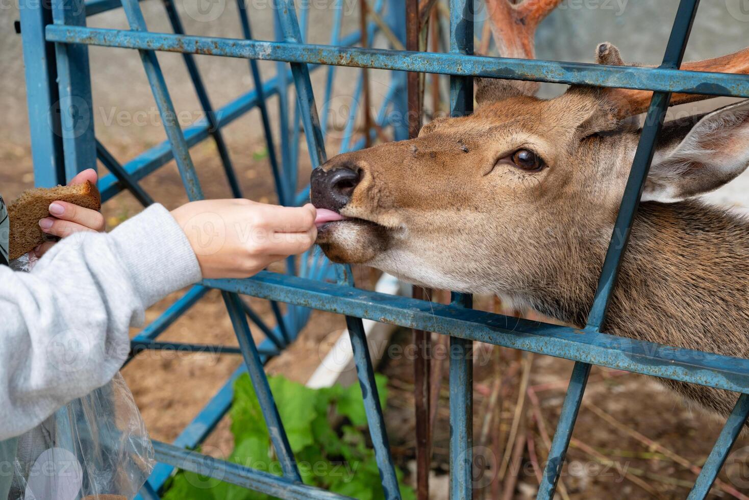 Girl feeding a deer behind a metal fence in an outdoor setting. photo