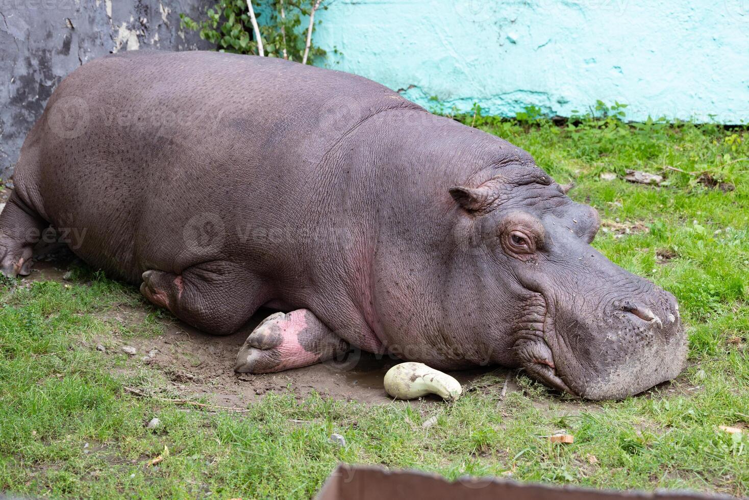 hippopotamus eats grass and straw and there is a black starling bird on his back photo
