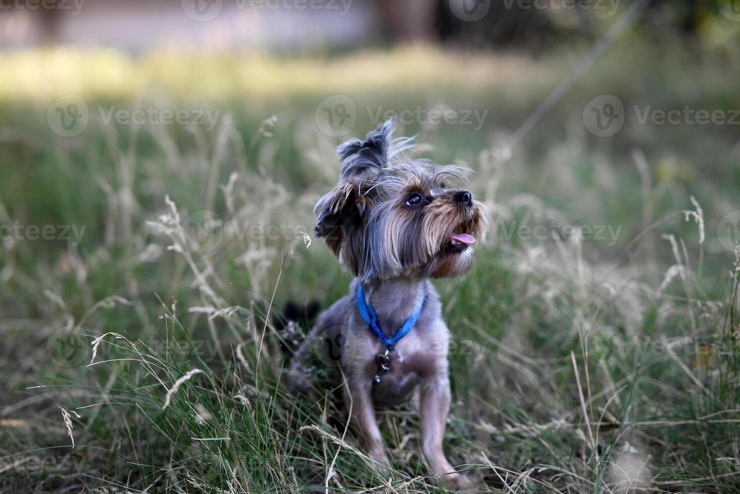 Yorkshire Terrier puppy sitting on the park grass photo