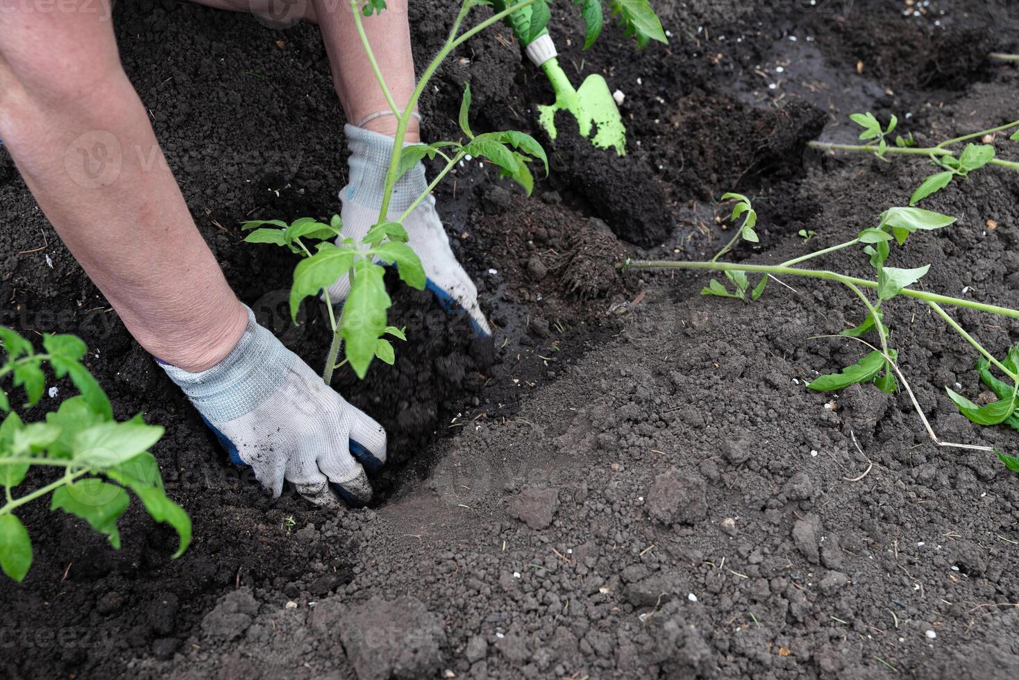 There is a sense of calm and patience in the activity, emphasizing care for plant growth. photo