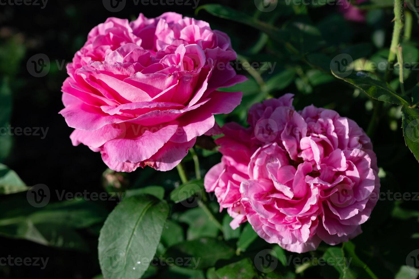Beautiful pink roses blooming in a garden during springtime, showcasing rich colors and delicate petals photo