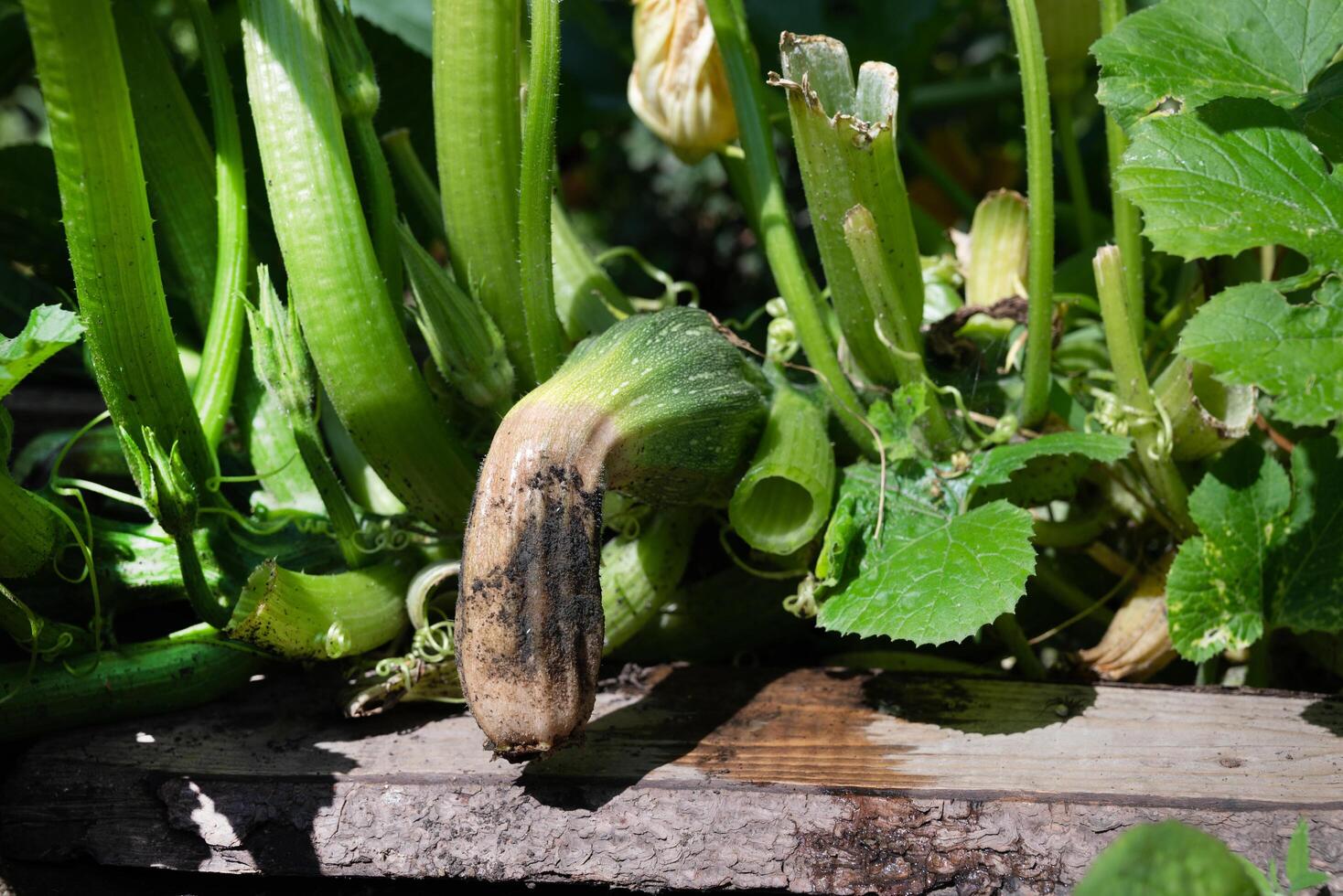 Vegetable garden showing a unique zucchini with unusual growth near healthy plants during mid-summer photo
