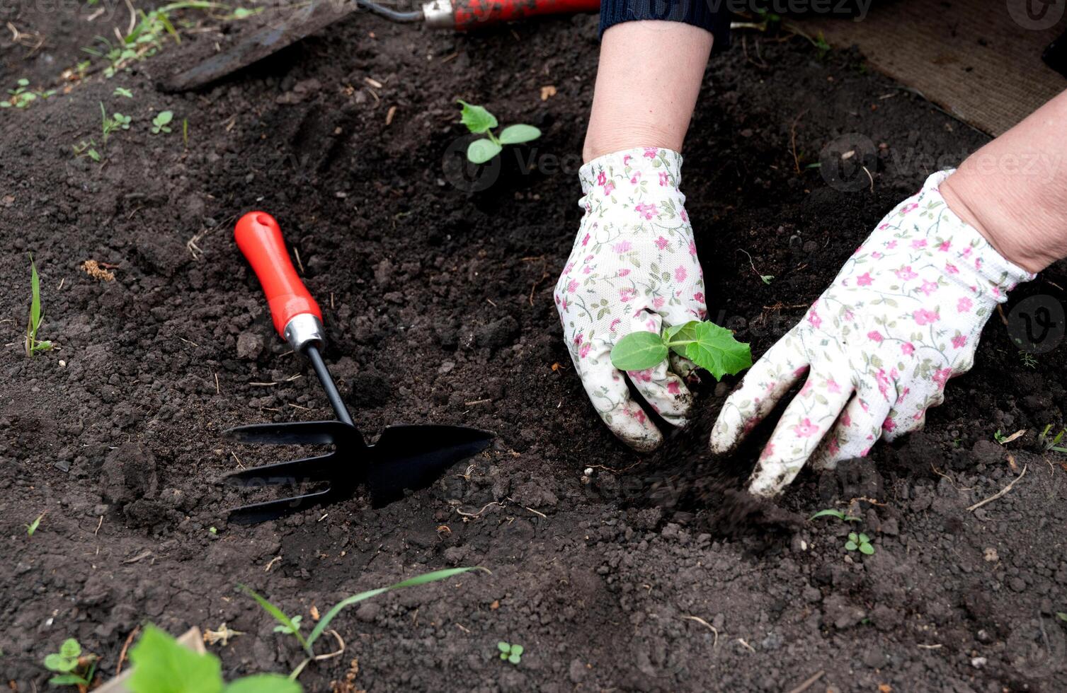 A small hand trowel with a wooden handle rests on top of the gloves, ready for use. photo