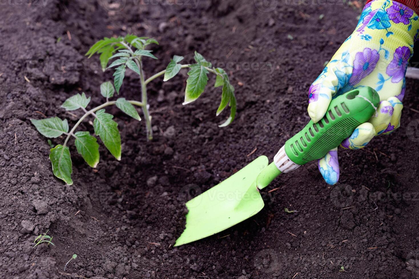 A person is planting a young tomato seedling into freshly dug soil in a garden bed. photo