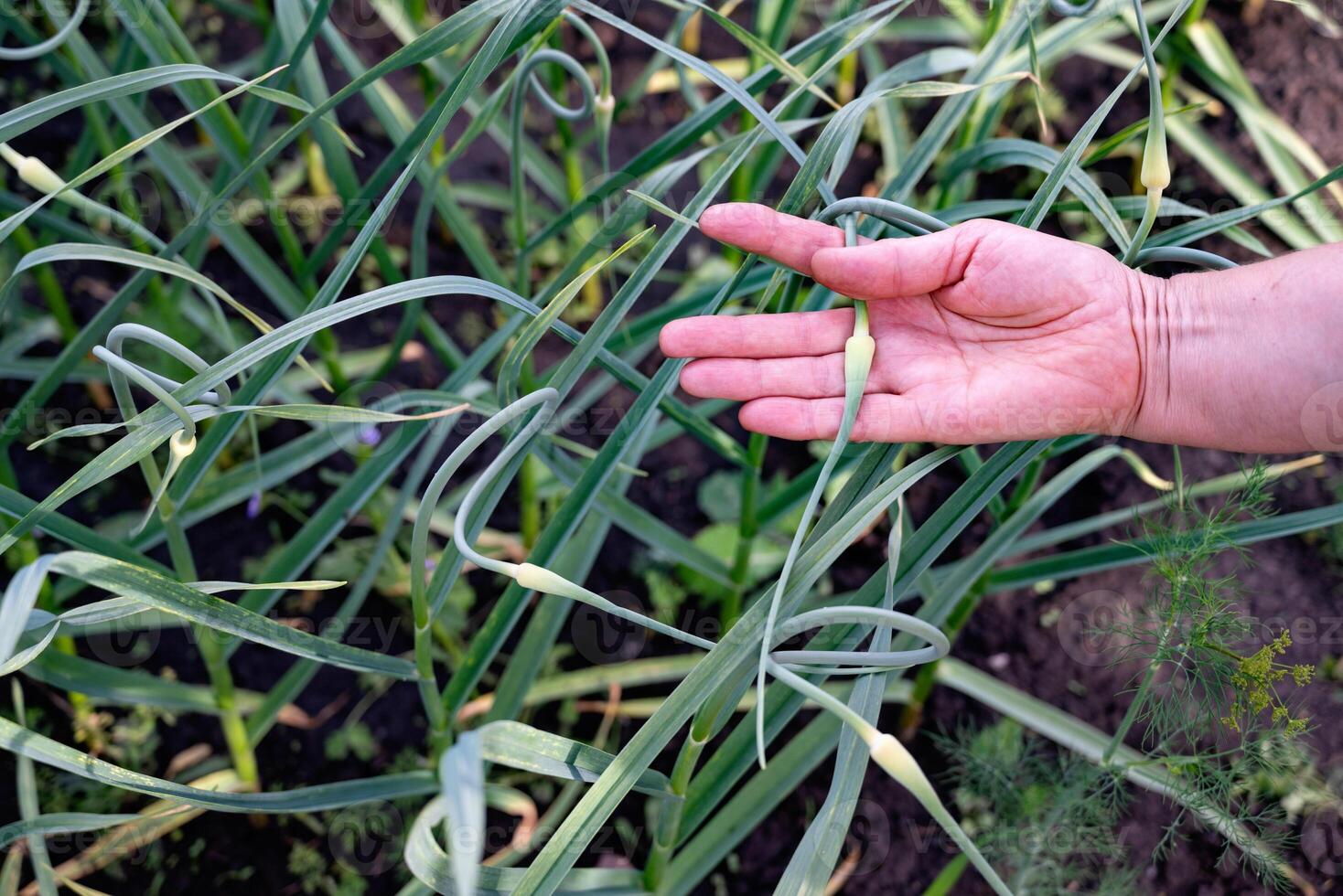 Hand gently touching garlic scapes in an organic garden during a sunny afternoon, showcasing sustainable farming practices photo