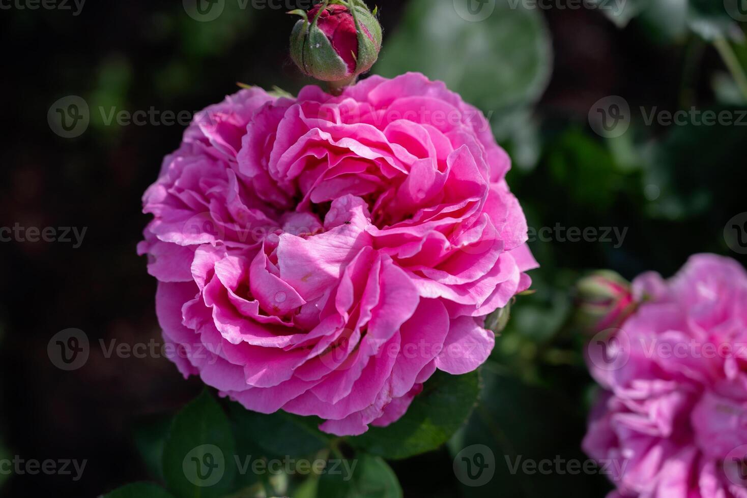 Beautiful pink roses in a garden during springtime, showcasing rich colors and delicate petals photo
