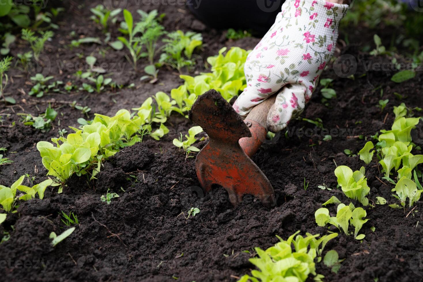 Gardening activity involves cultivating vegetables and maintaining soil health at a community garden during springtime photo