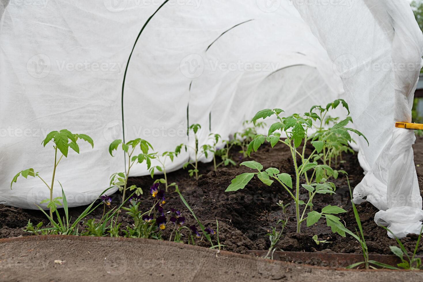 Small garden with young tomato plants covered by protective fabric in a rural backyard during early spring photo