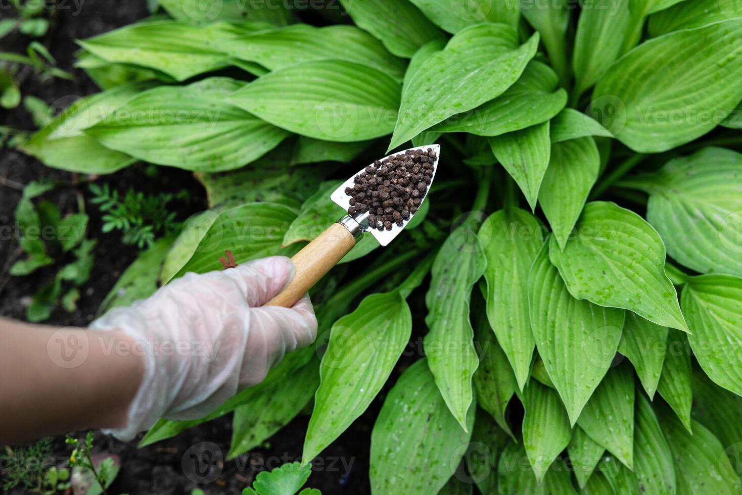 Hand Holding Fertilizer Near Blooming Roses photo