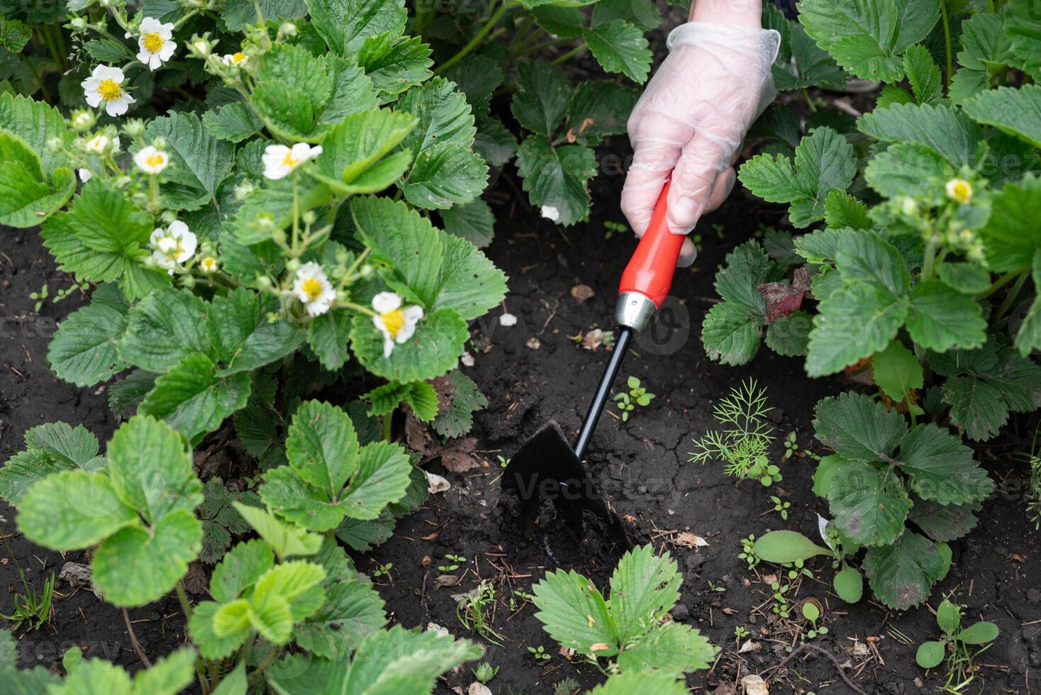 A hand wearing a transparent gardening glove is holding a small garden hoe with a red handle. photo