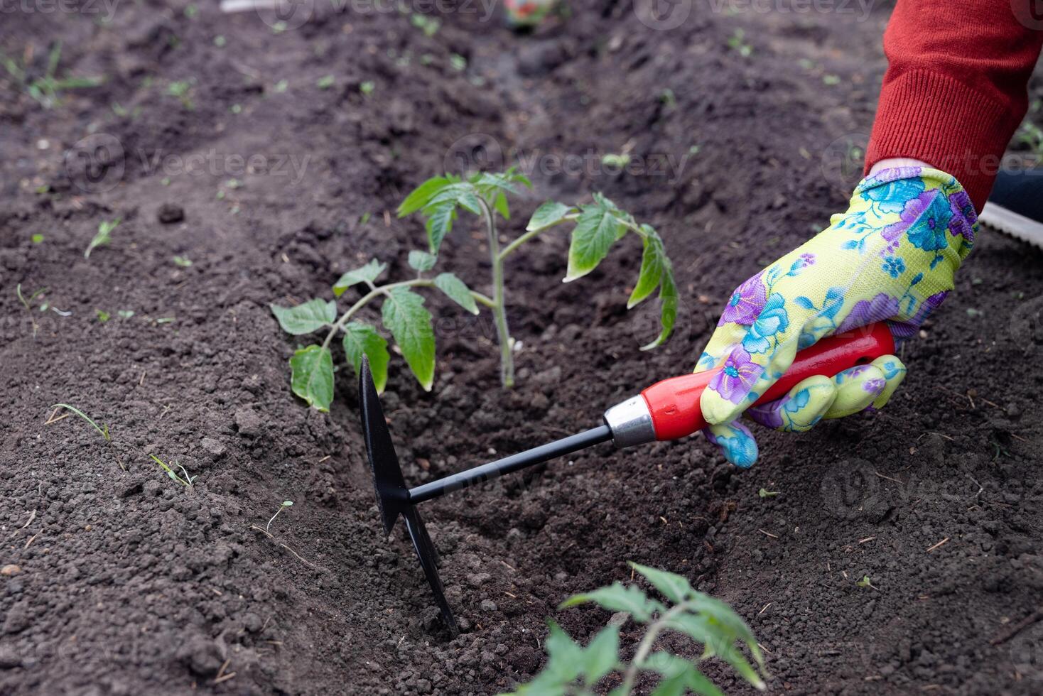 The soil appears dark, rich, and well-tilled, indicating a healthy environment for planting. photo