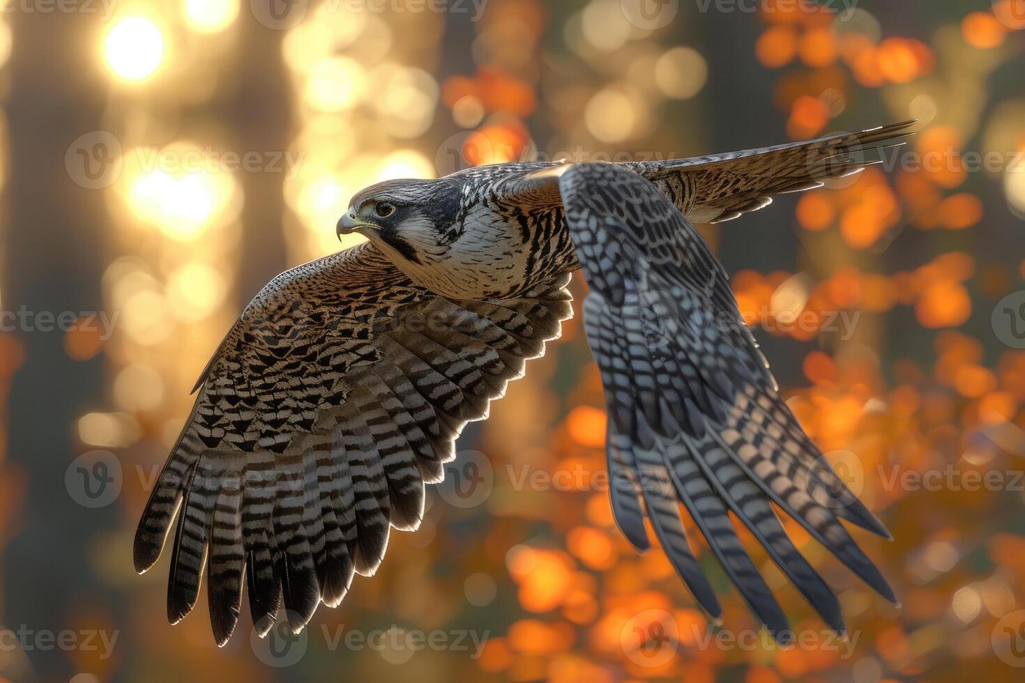 A peregrine falcon soars through autumnal forest light. photo