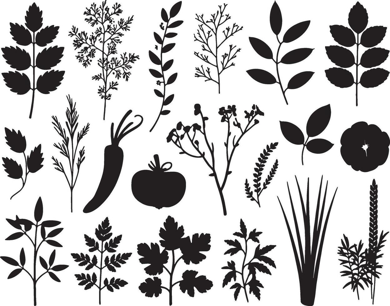 Collection of black silhouettes botanical herbs and plants vector