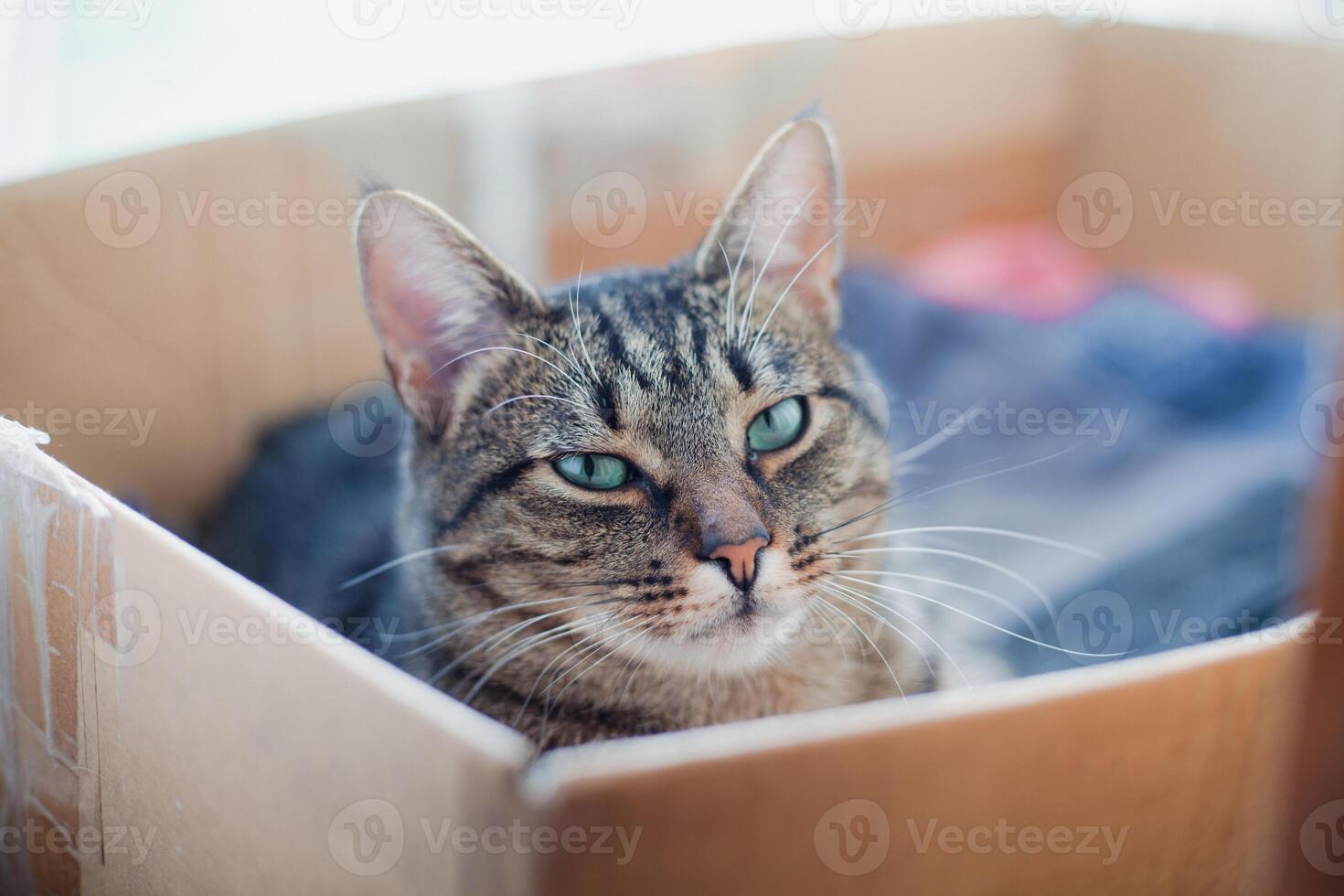 Green-eyed grey tabby cat sitting in a box, squinting at the camera. Funny and expressive pet portrait with attitude photo
