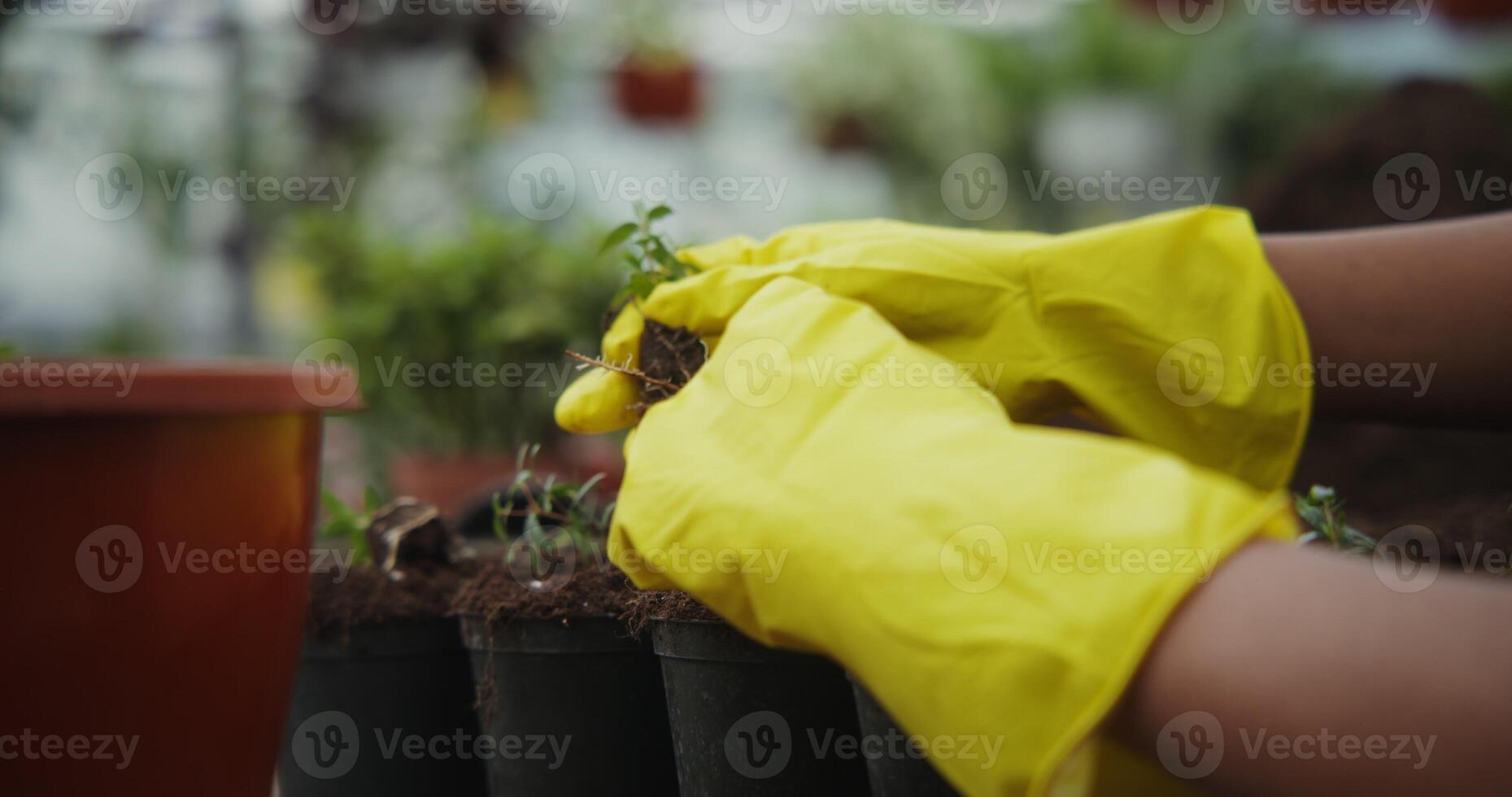 A woman in rubber gloves transplants young plants into pots, close-up. Greenhouse for growing indoor and outdoor plants photo