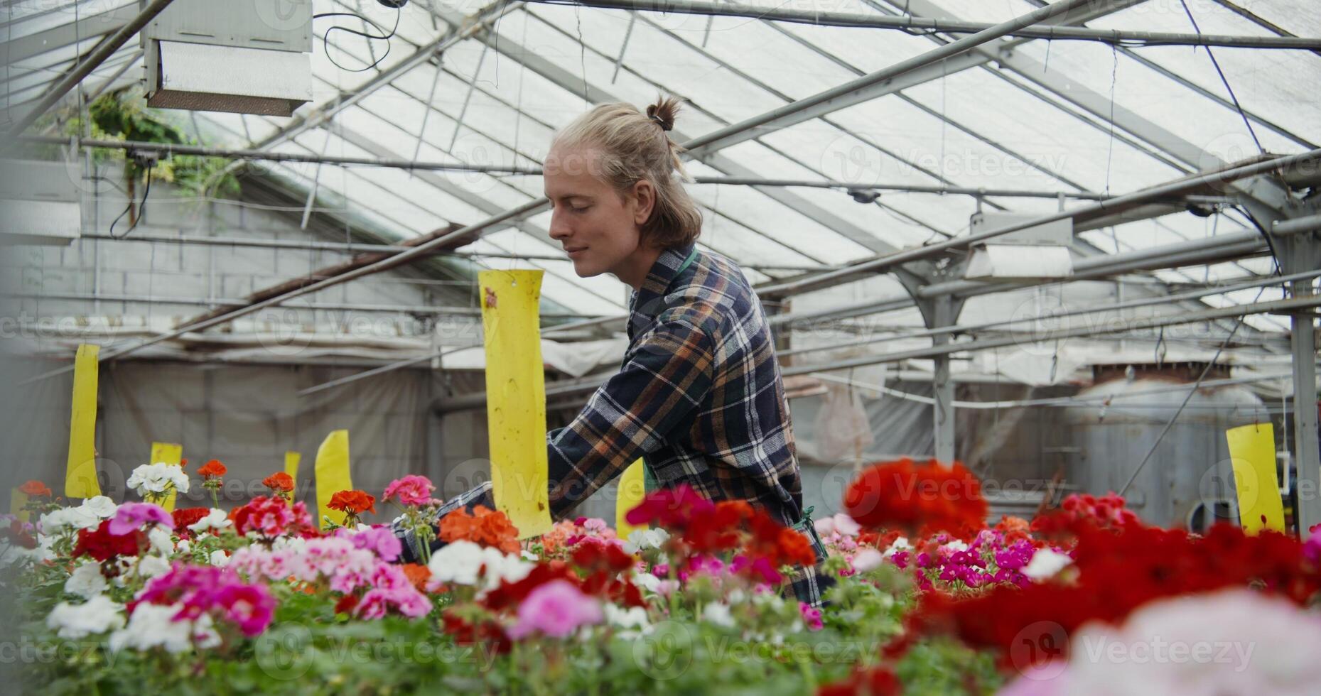 A woman is picking flowers in a greenhouse photo
