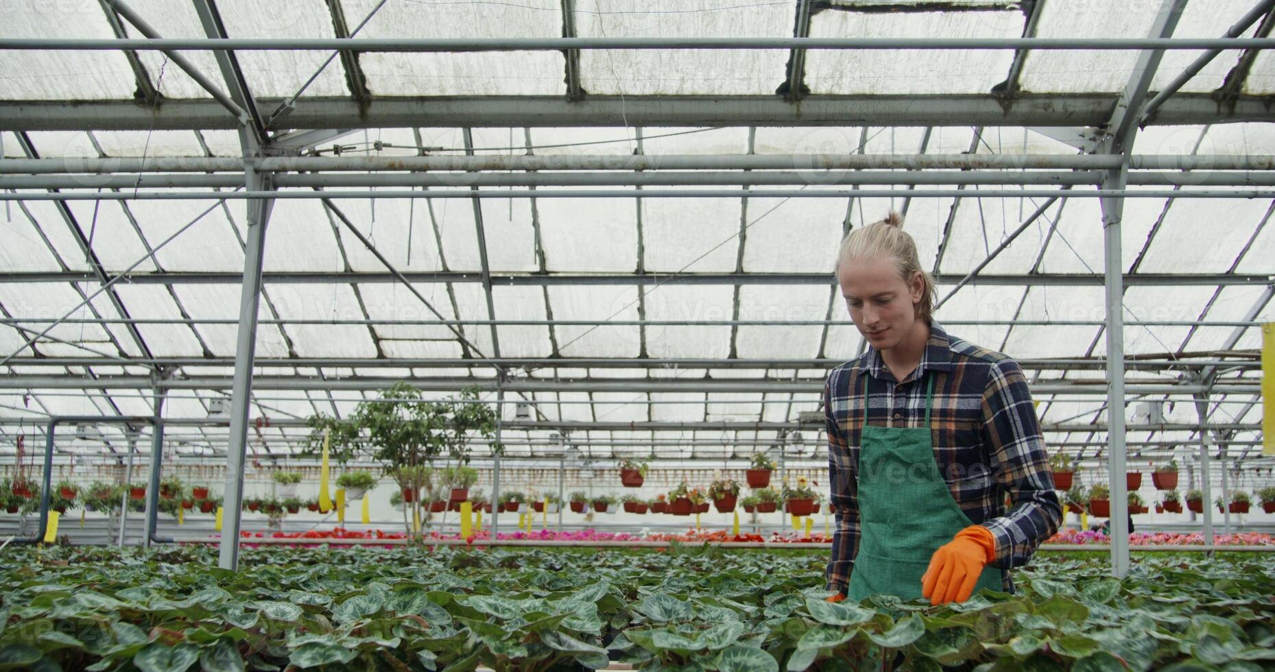 A woman in an apron is working in a greenhouse photo