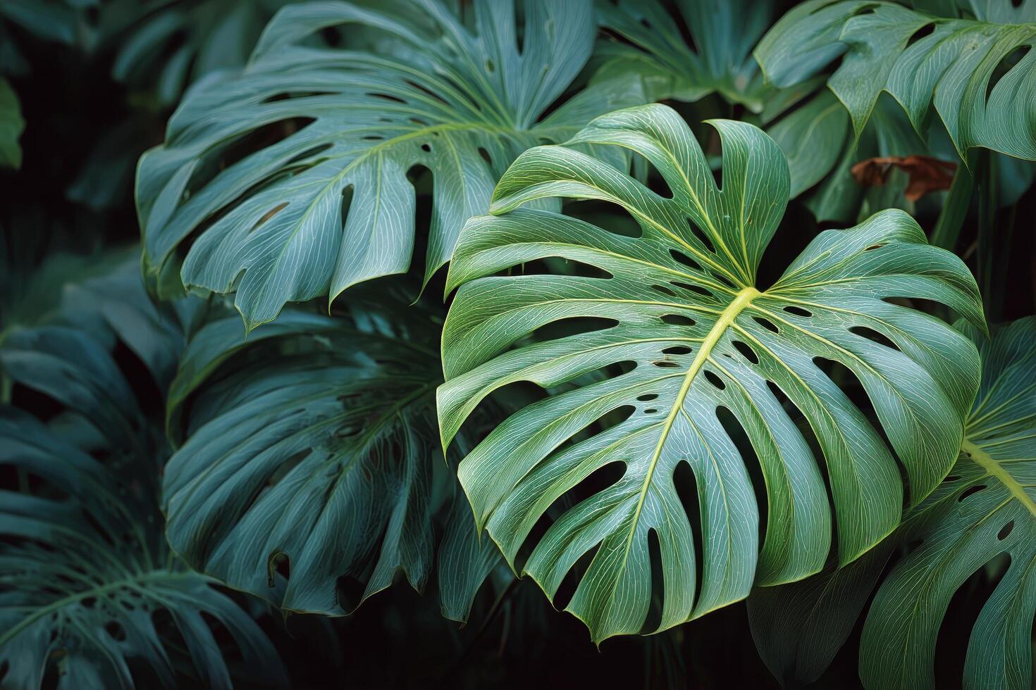 Lush Greenery Featuring Vibrant Monstera Leaves in a Tropical Setting During Daylight Hours photo