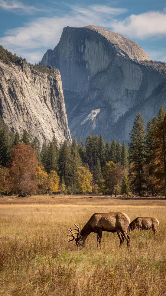 Elk Grazing in a Golden Meadow With Mountains in the Background During a Clear Autumn Day. photo