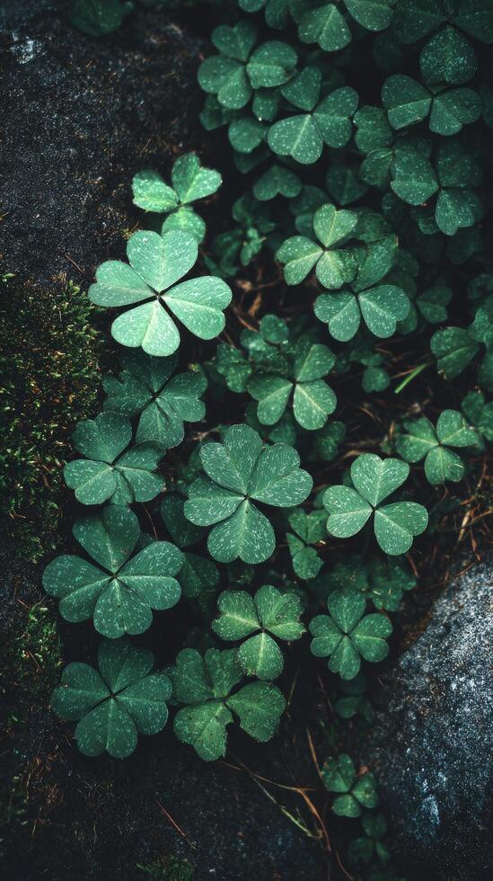 Lush Green Clover Plants Growing in Rich Soil During a Sunny Afternoon in a Garden. photo