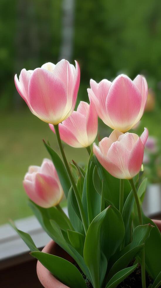 Pink Tulips Blooming in a Garden on a Sunny Spring Day photo