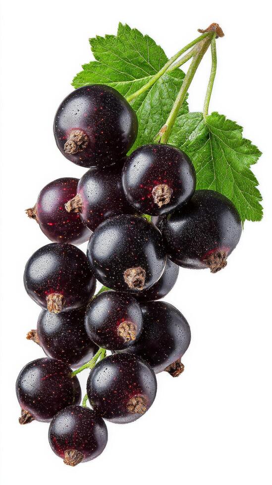 Black Currants on a Green Leaf With Water Droplets in a Bright Setting. photo