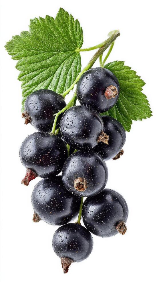 Black Currants on a Green Leaf With Water Droplets in a Bright Setting photo