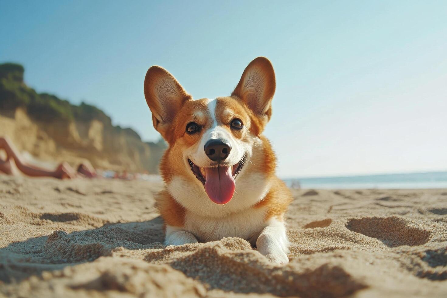 Corgi Playing on Sandy Beach Under Sunny Sky With Ocean in the Background photo