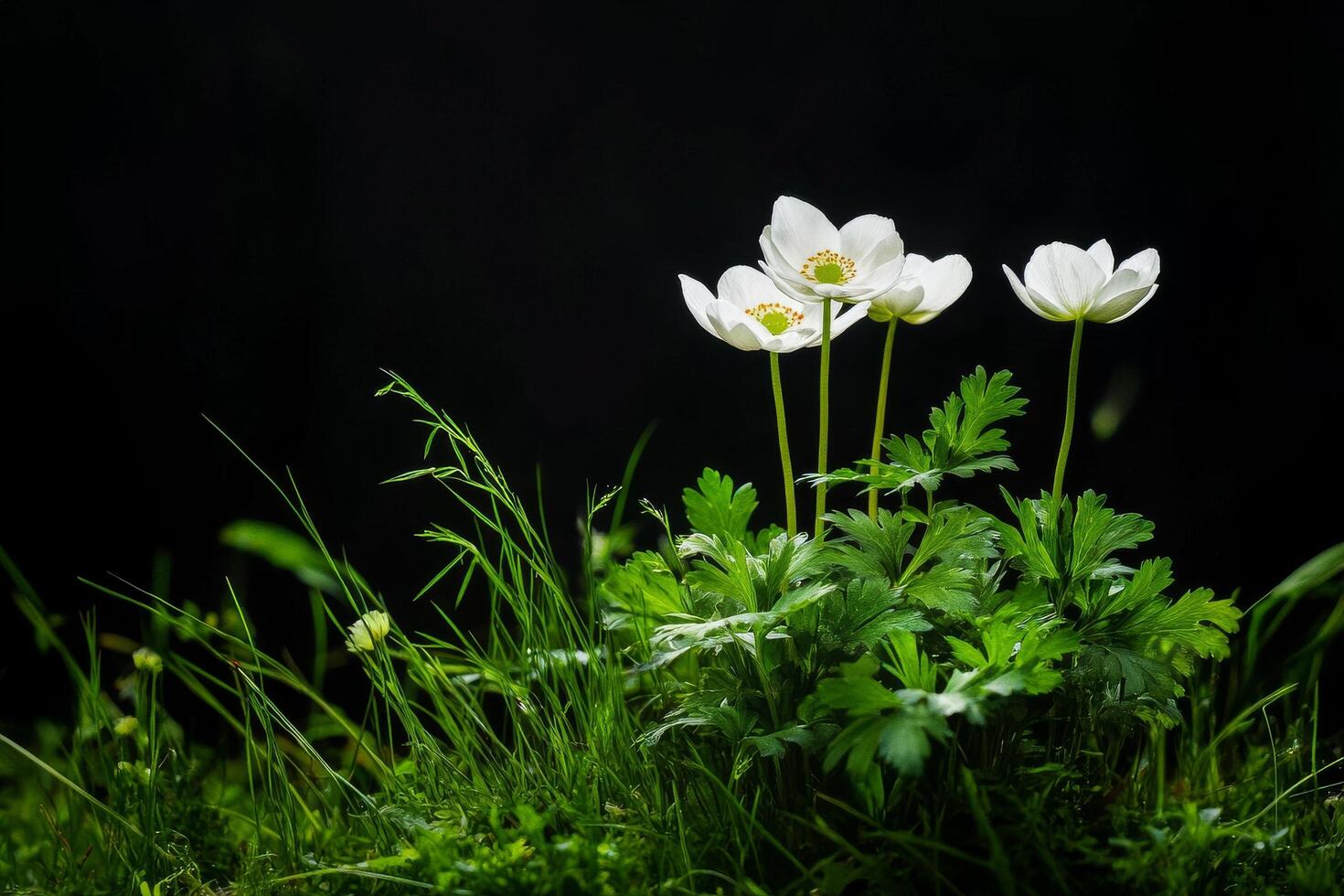 White Flowers Bloom Amidst Green Grass in a Dark Background Exterior Setting photo