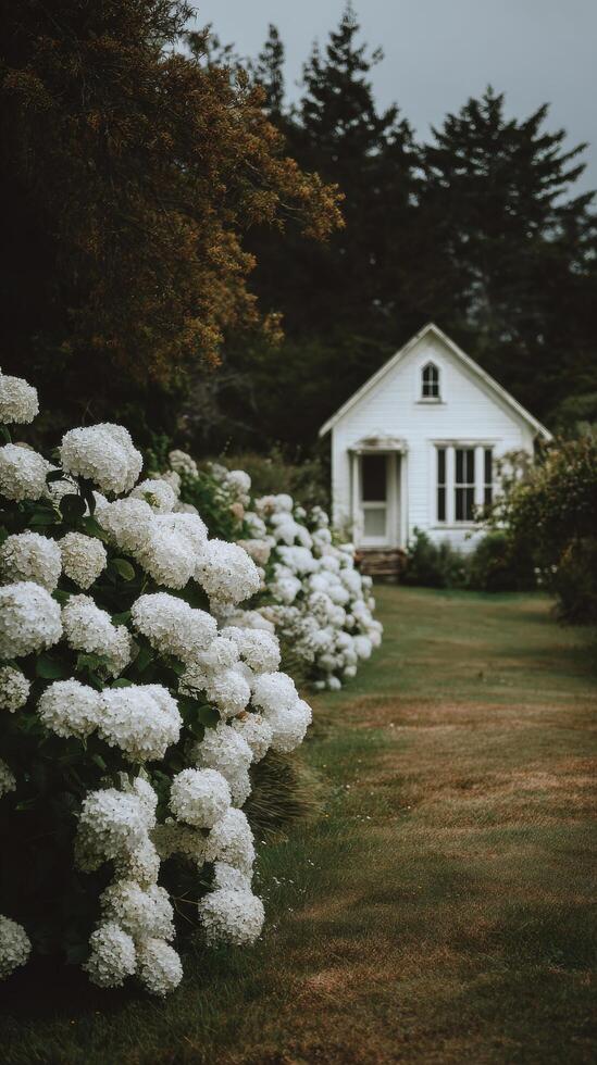 Charming White Hydrangeas Line the Path to a Quaint Cottage in a Serene Garden Setting photo