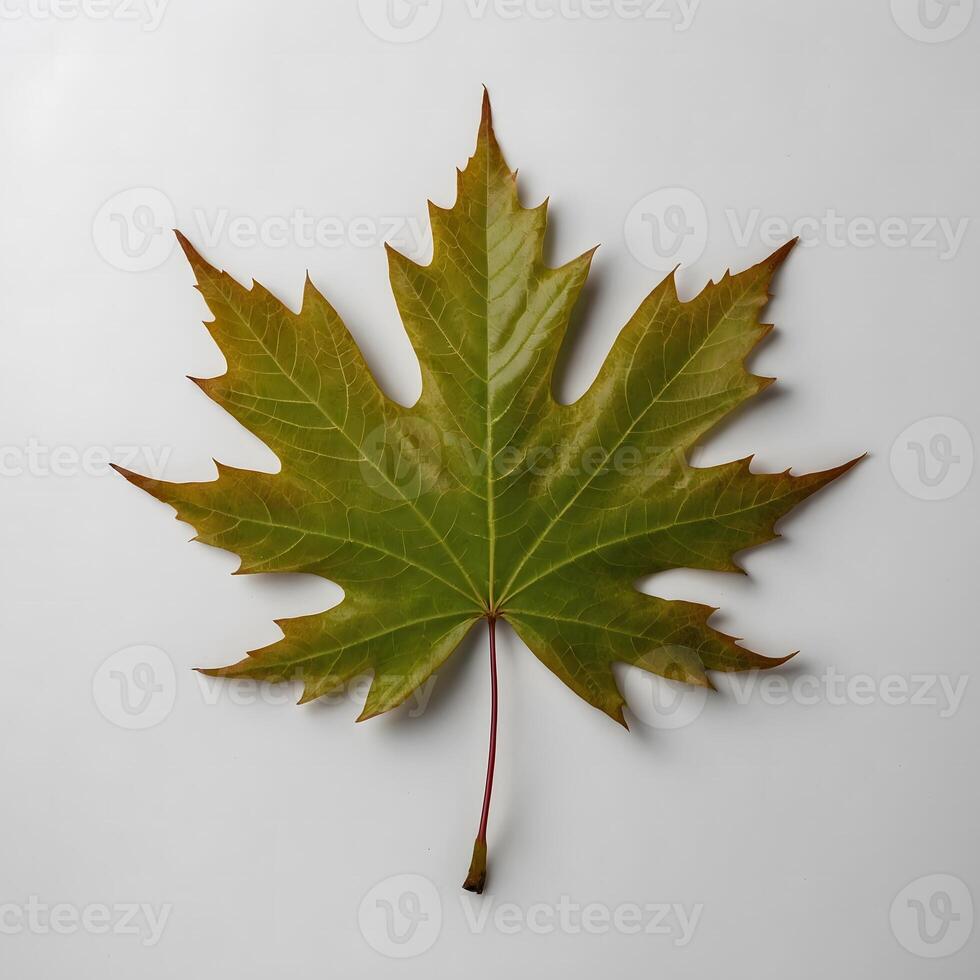 Single green and yellow maple leaf isolated on white textured background. Autumn transition symbol photo