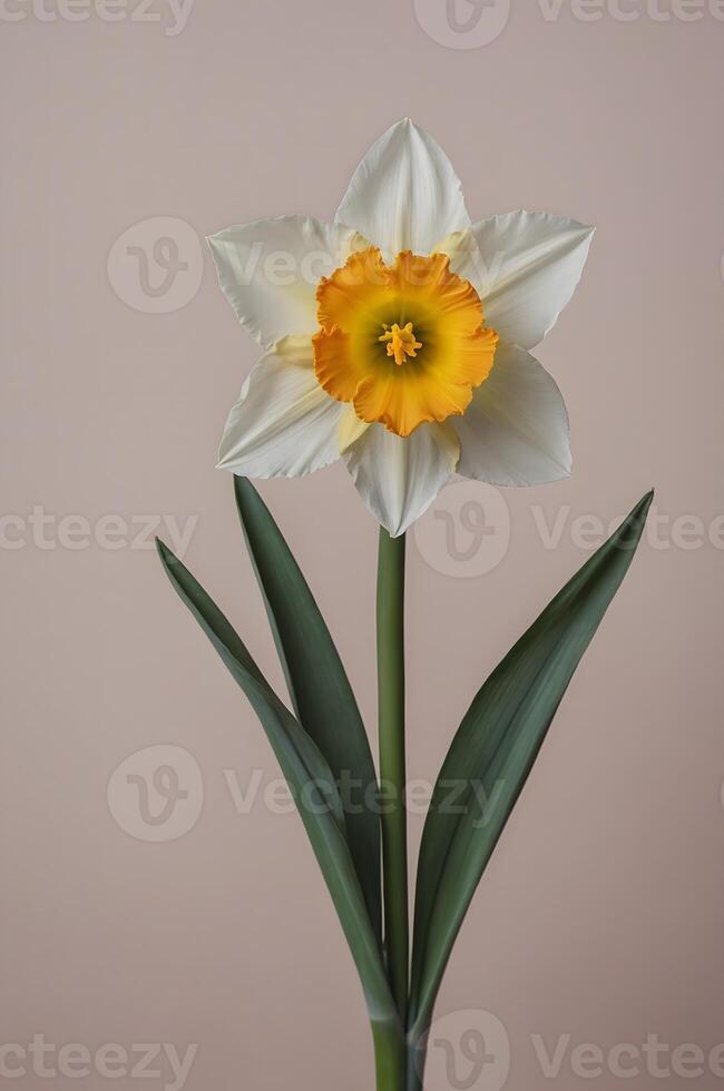Classic single daffodil with white petals y yellow trumpet on pink beige Spring flower portrait photo