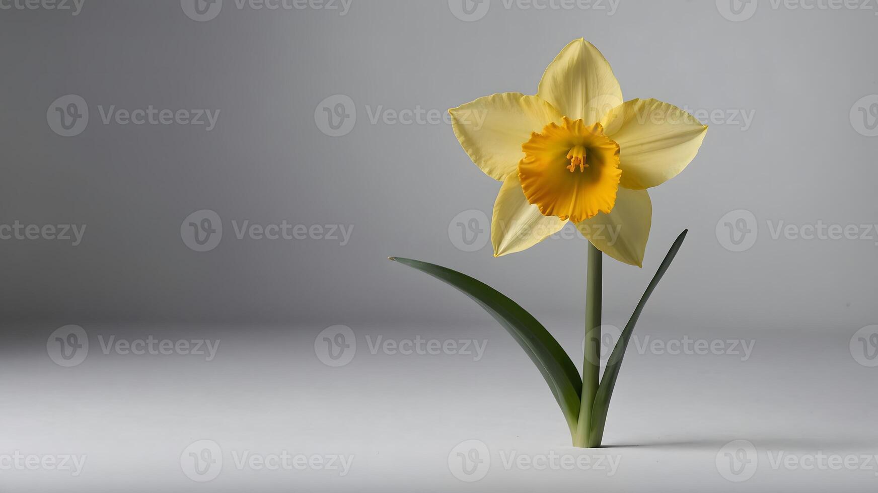Single yellow daffodil flower on gray background, minimalist spring concept with clean lines and natural floral beauty photo