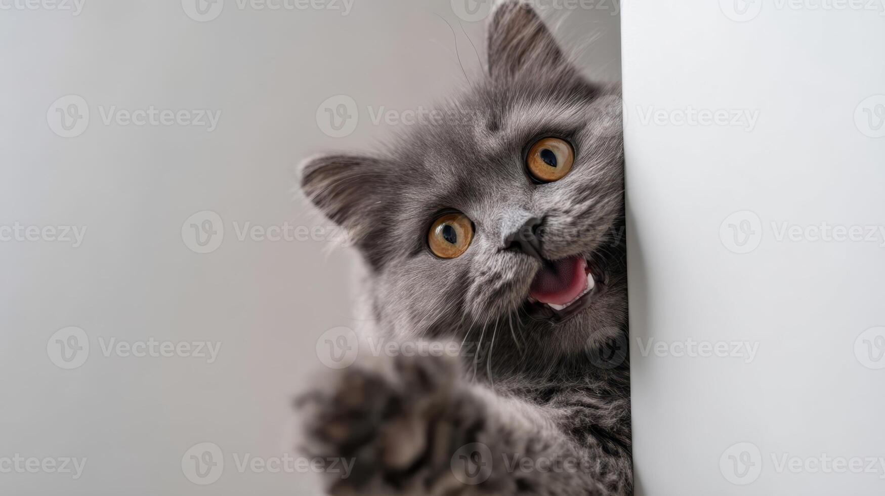The adorable gray cat playfully peeking around the corner with excitement. photo