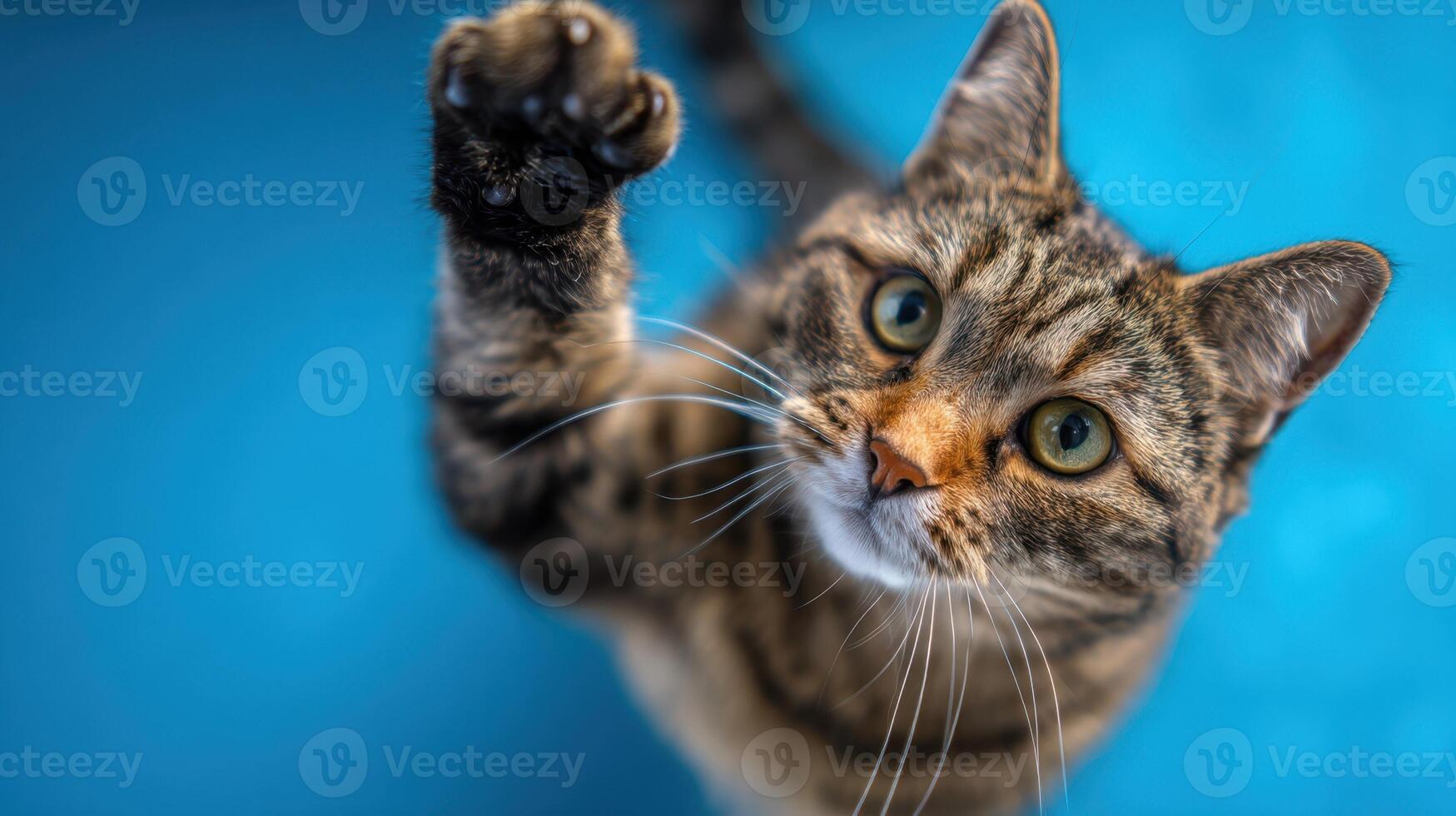 The curious cat reaching out with its paw towards the camera photo
