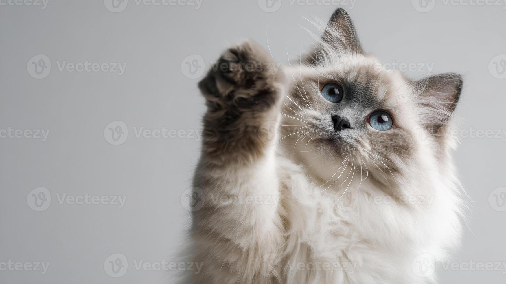 The playful cat reaching out with its paw against a soft background. photo