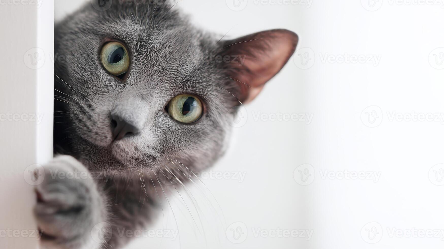 The curious gray cat peeking around a corner with expressive eyes. photo