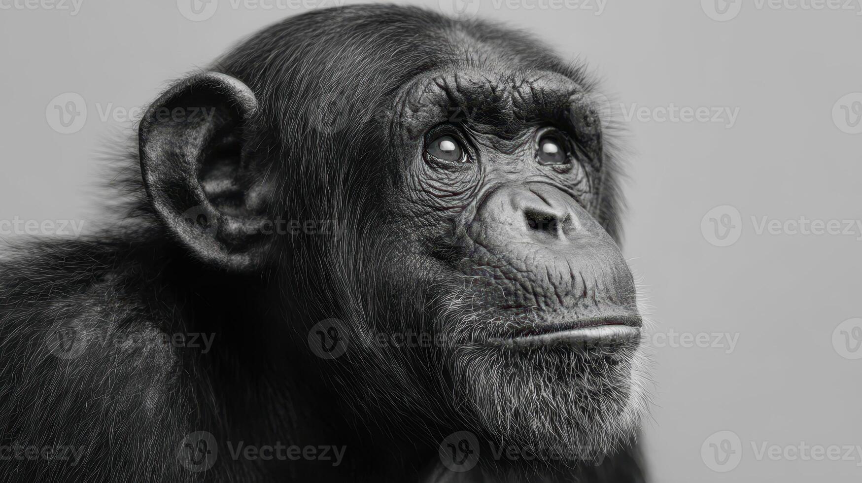 The chimpanzee gazing thoughtfully in a captivating black-and-white portrait. photo
