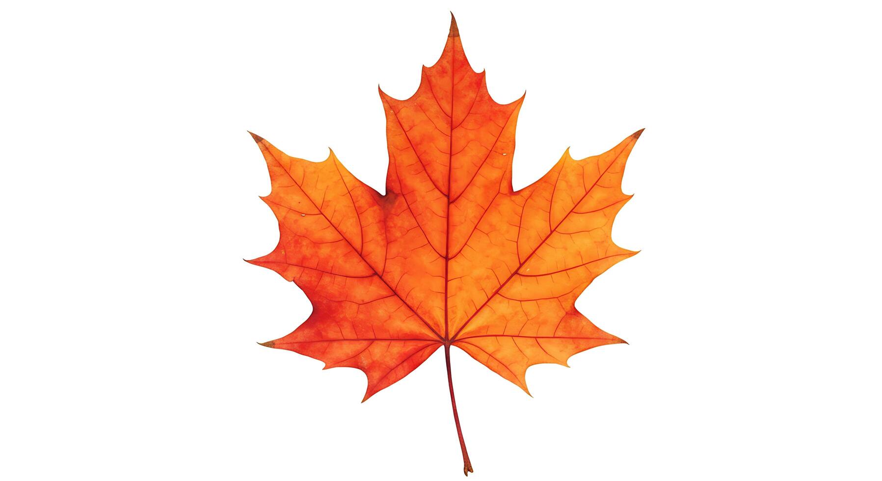 A single orange maple leaf on a white background photo