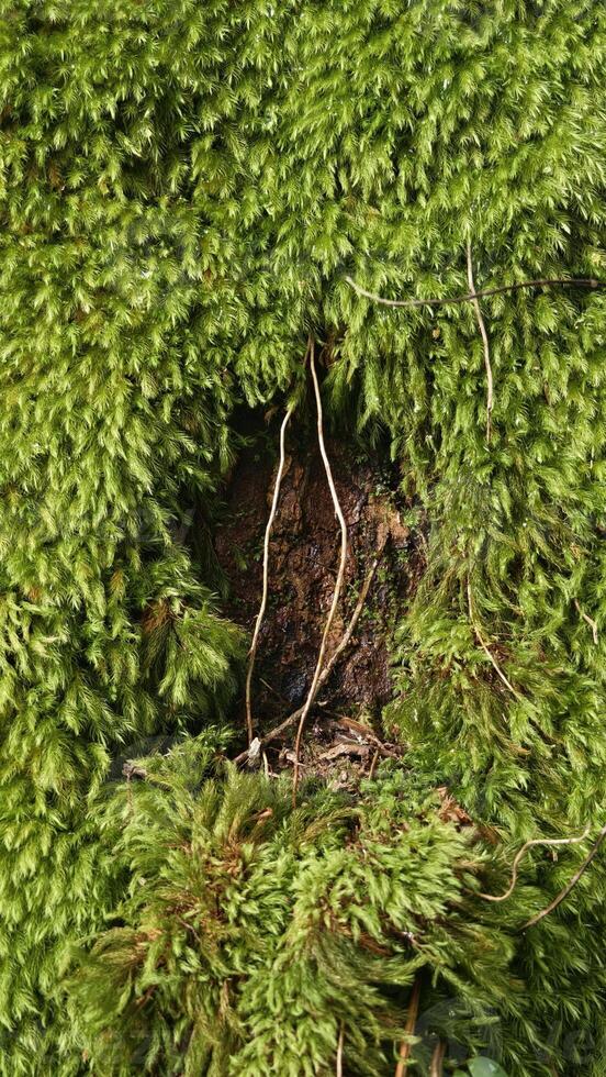 Moss covered tree with exposed bark and roots in forest closeup photo