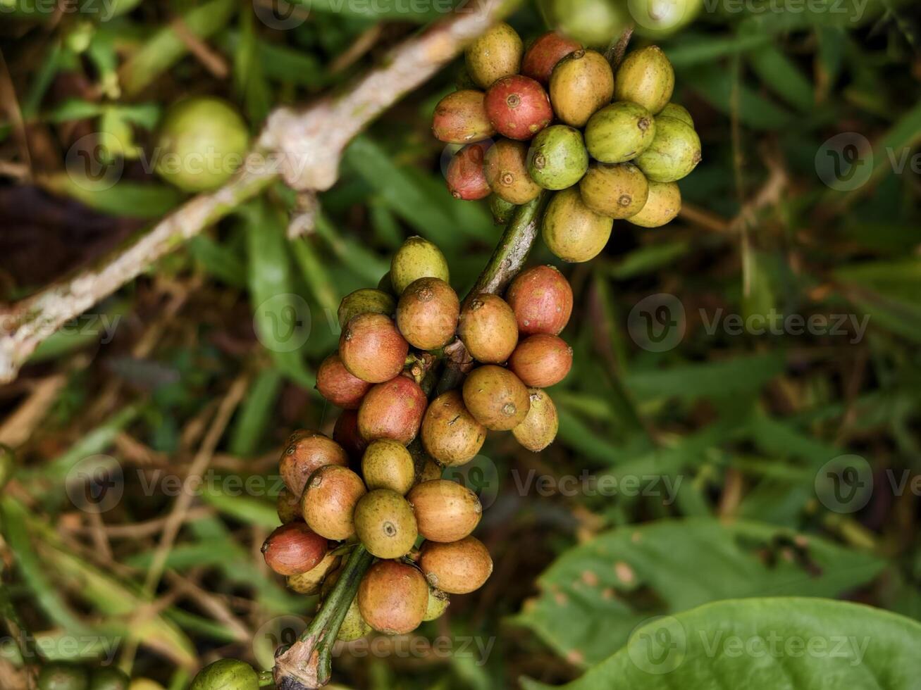 Close-up of coffee cherries on branch with various ripeness levels in natural plantation environment photo