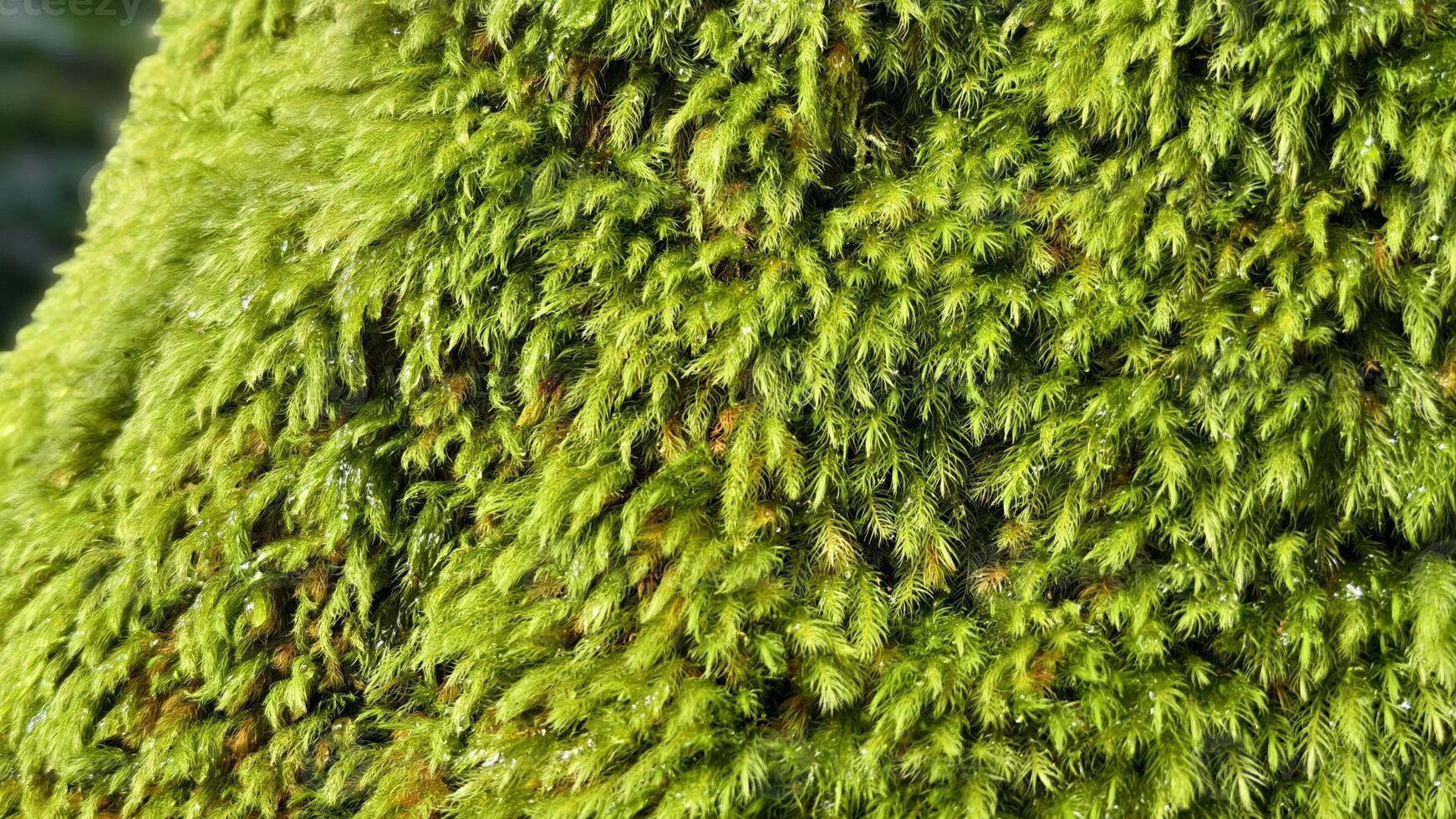 Close-up macro image of vivid green moss growing densely on a tree trunk in a shady forest photo