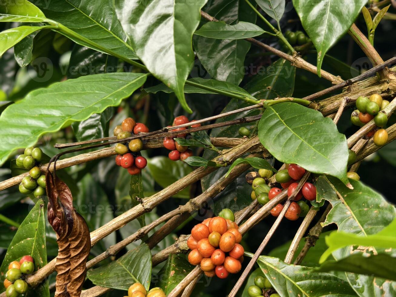 Coffee cherries on tree branch showing red, yellow, and green stages in close-up macro view photo