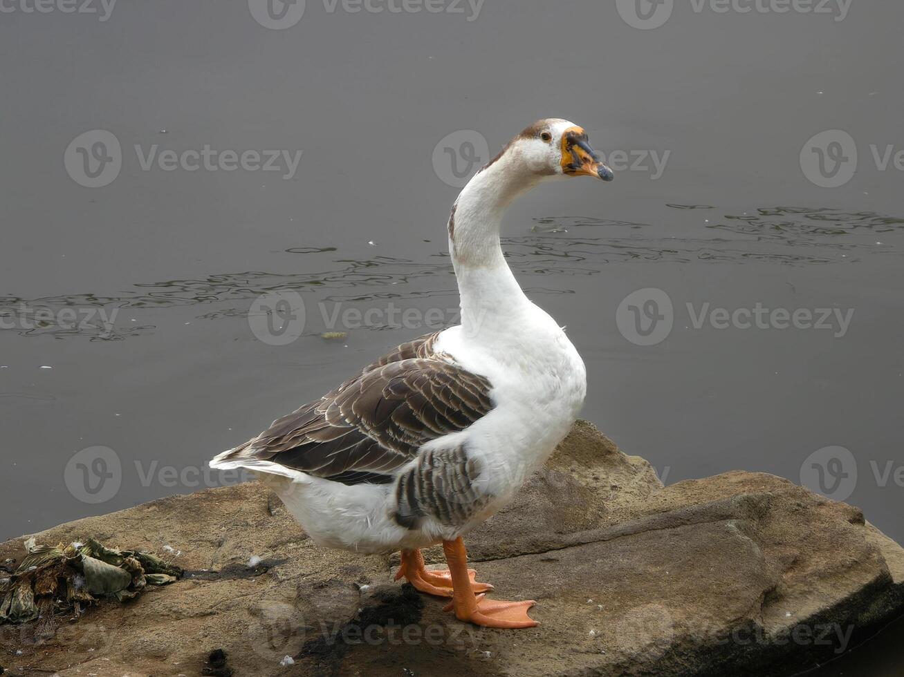 Elegant Domestic Goose Standing on a Rock Beside Calm Water in Natural Habitat photo