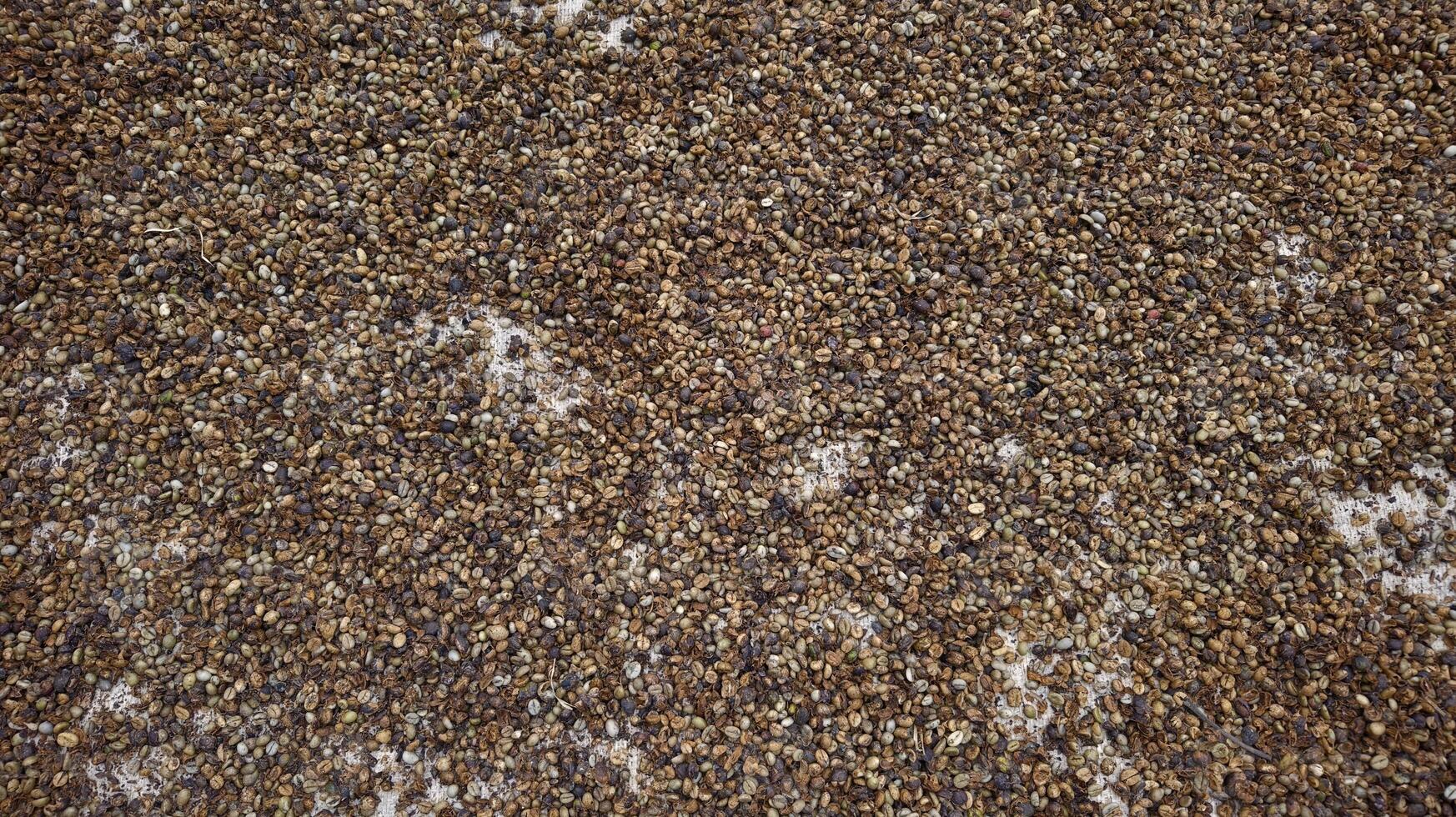 Coffee beans are spread out to dry in the sun on a large mat, part of the coffee production process photo