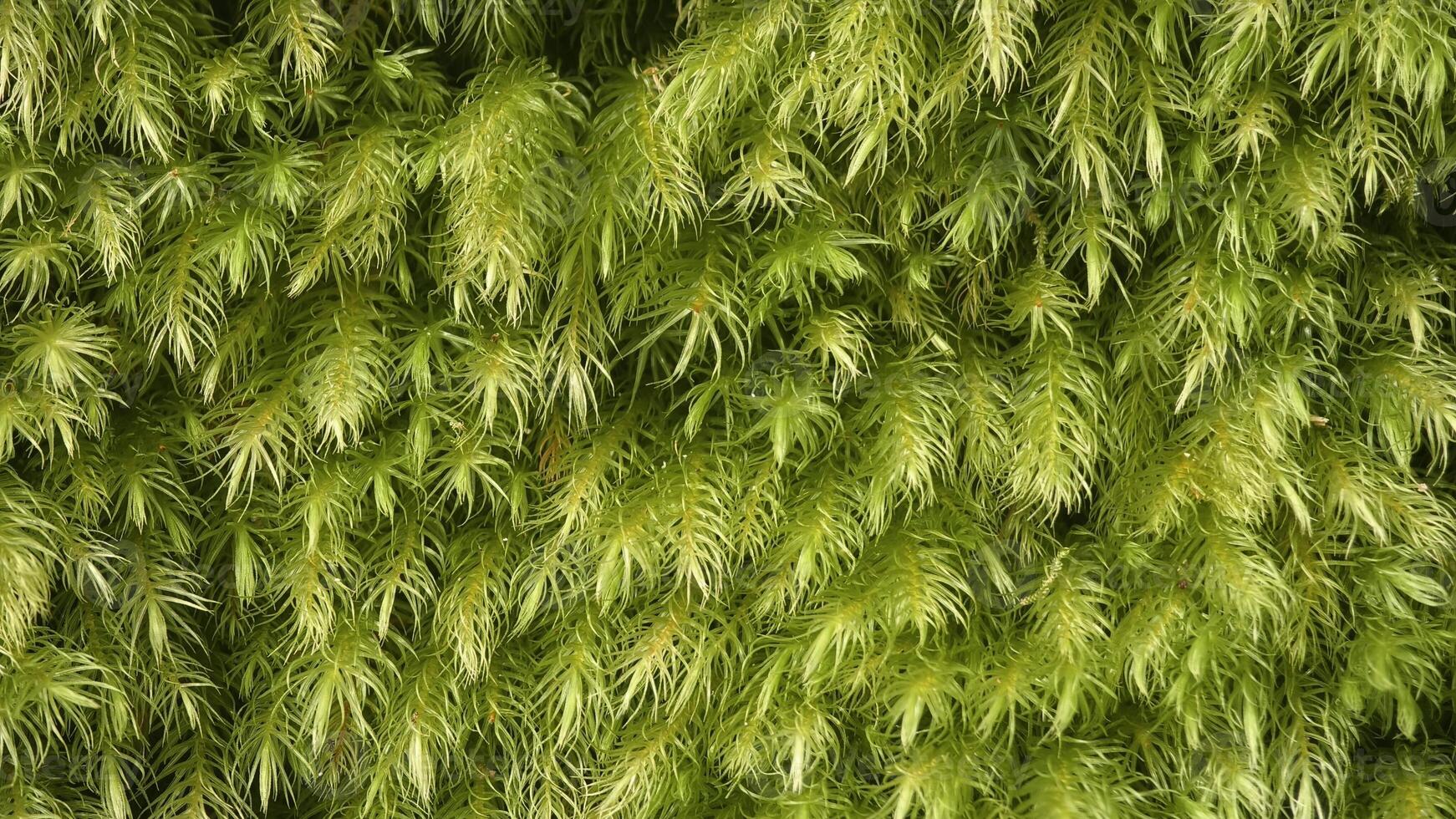 Macro texture of bright green moss growing densely on tree bark in forest. photo