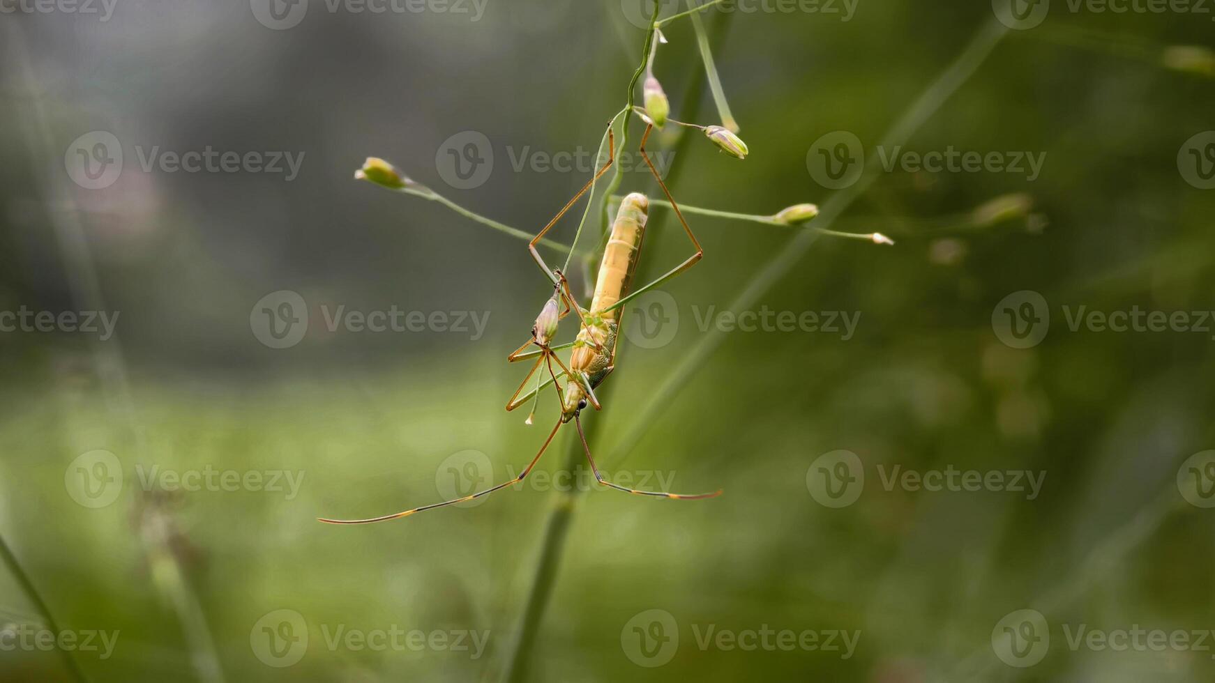 A Slender Stick Insect Expertly Camouflaged on a Thin Plant Stem in Nature. photo